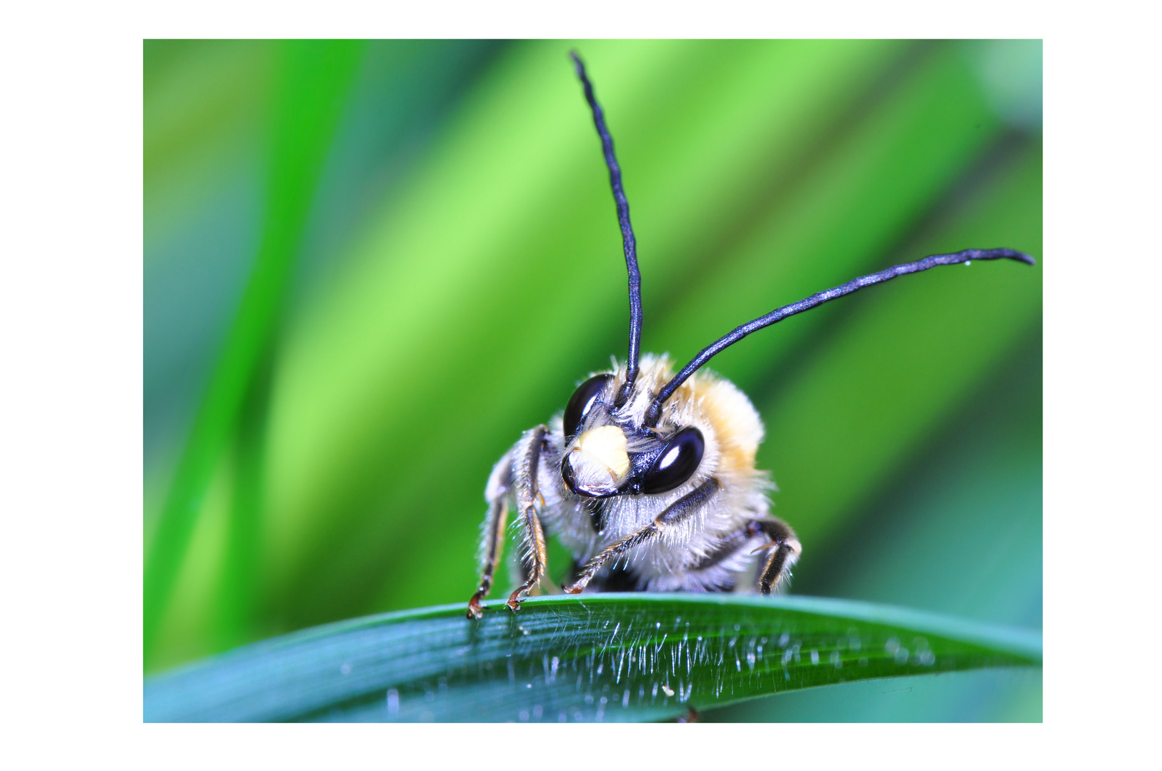 Eucera nigriscens II...