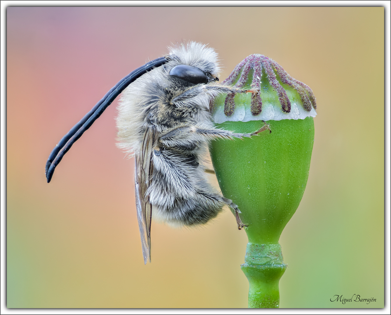 Eucera sp.