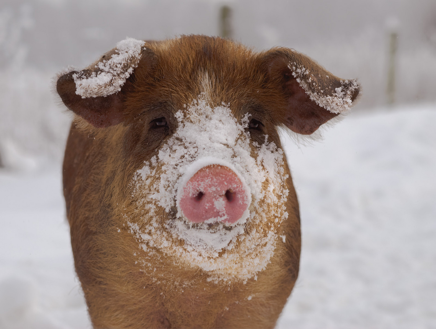 Euch allen schweineviel Glück in 2010! :-)