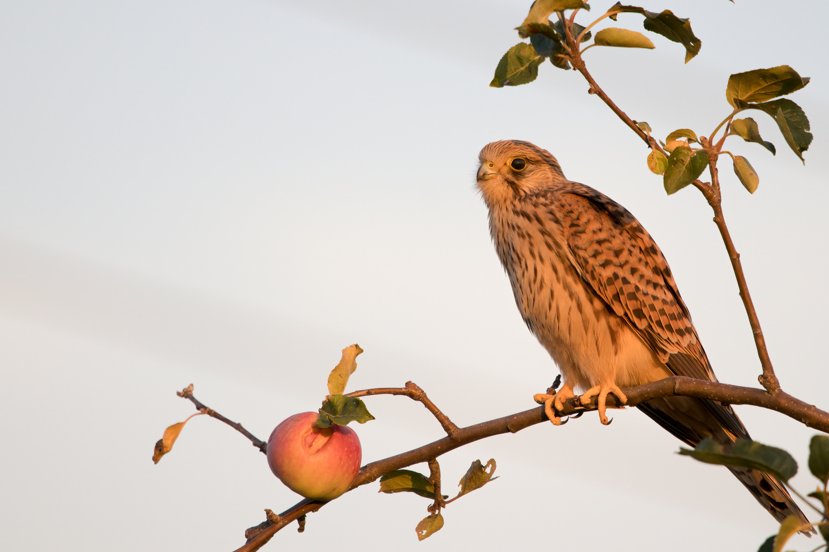 Euch hab' ich im Blick - Turmfalkendame im Abendlicht (Falco tinnunculus).  