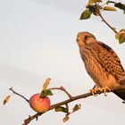 Euch hab' ich im Blick - Turmfalkendame im Abendlicht (Falco tinnunculus).  