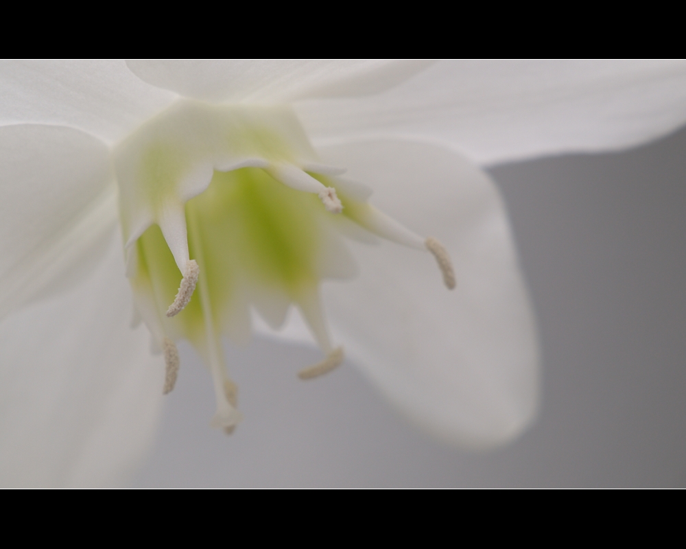 Eucharis