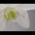 Eucharis