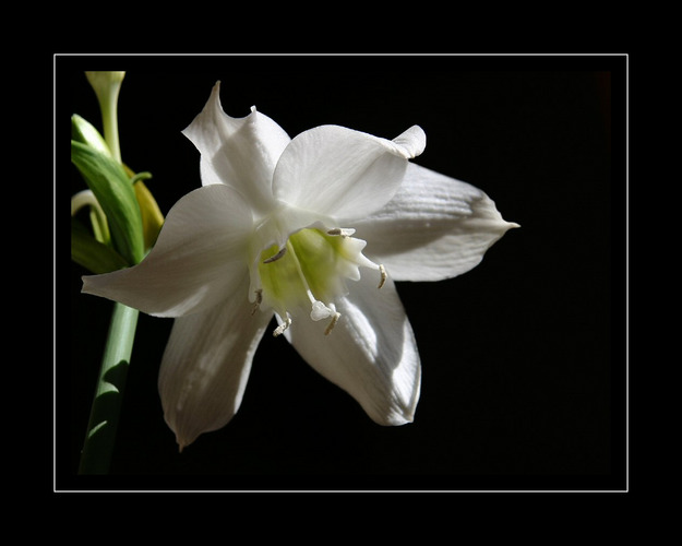 :::...eucharis...:::