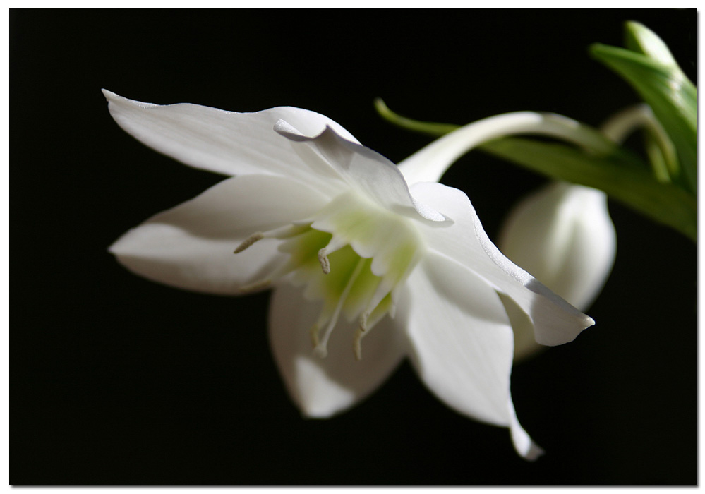 :::...eucharis 2...:::