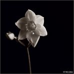 Eucharis