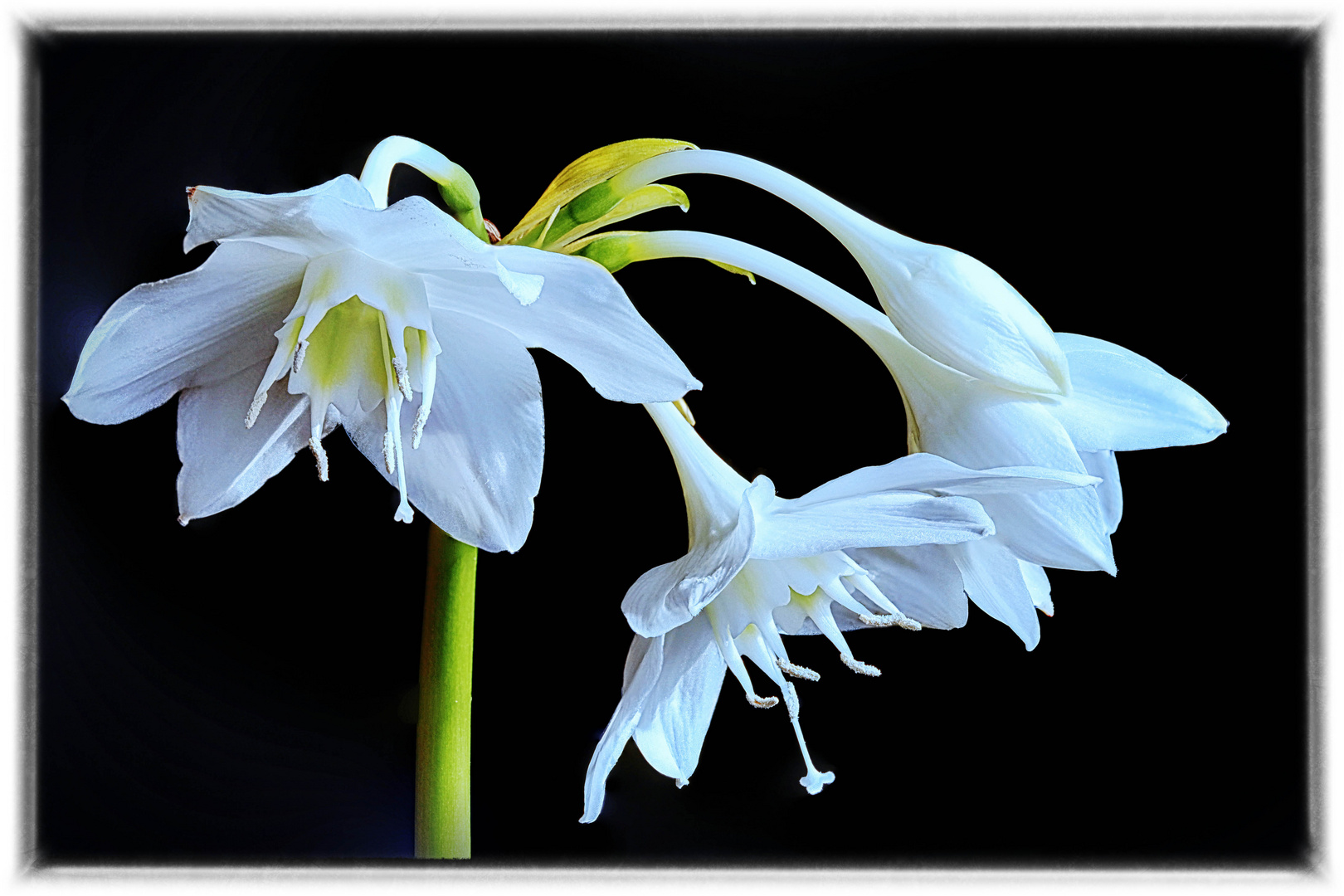 Eucharis - Amazonaslilie - Eucharist Amazonica, Amazon Lily.