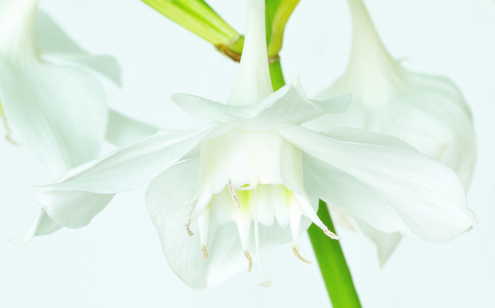 Eucharis