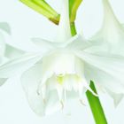 Eucharis