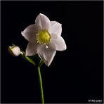 Eucharis Color