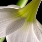 Eucharis