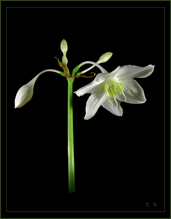 Eucharis grandifllora