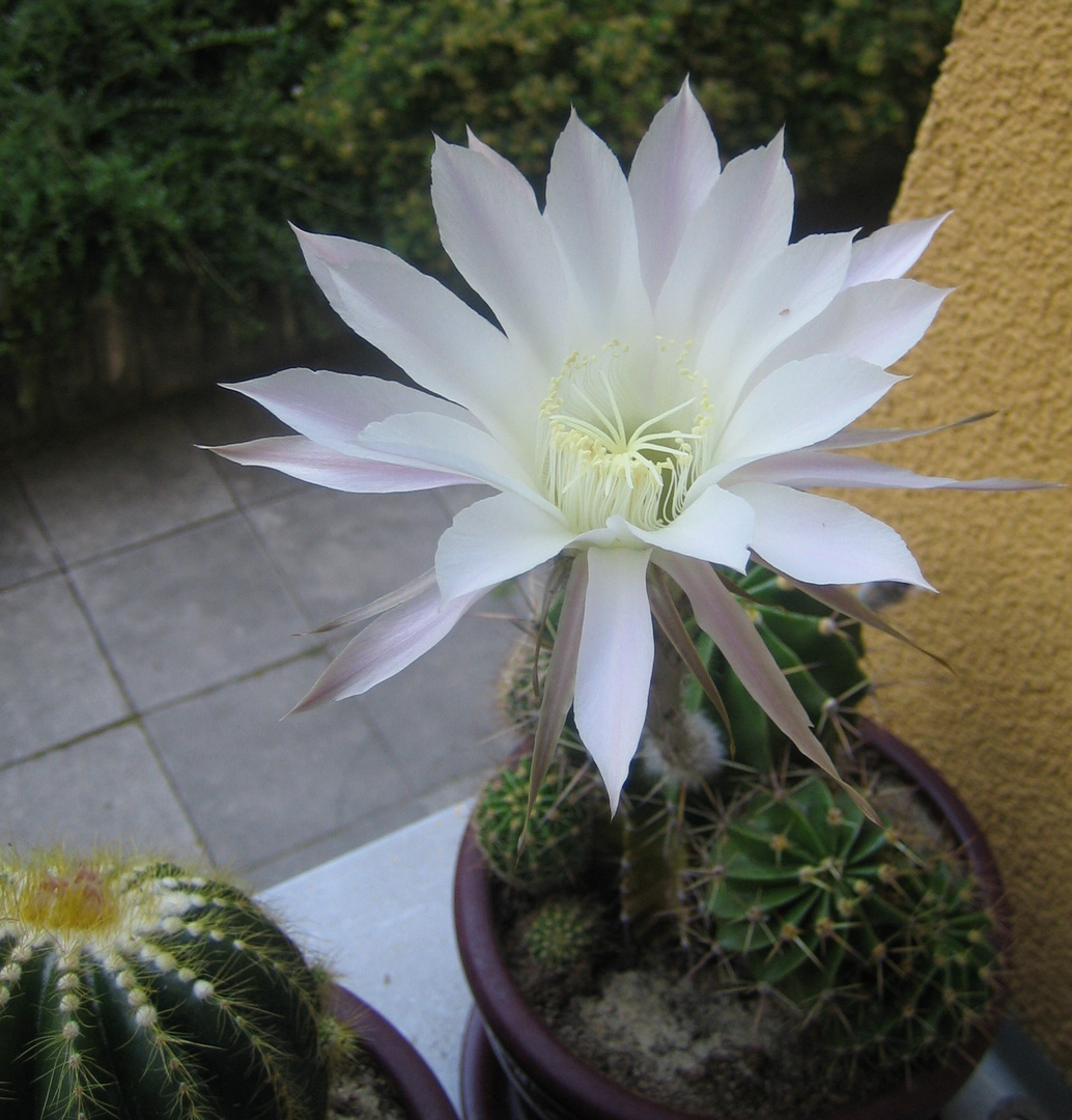 Euchinopsis