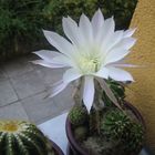 Euchinopsis