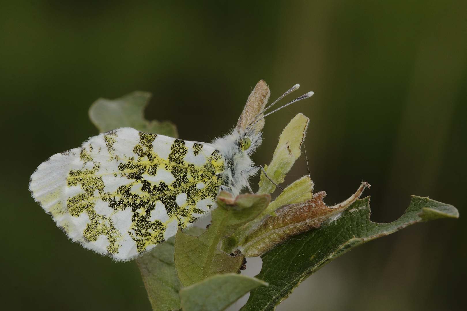 Euchloe crameri