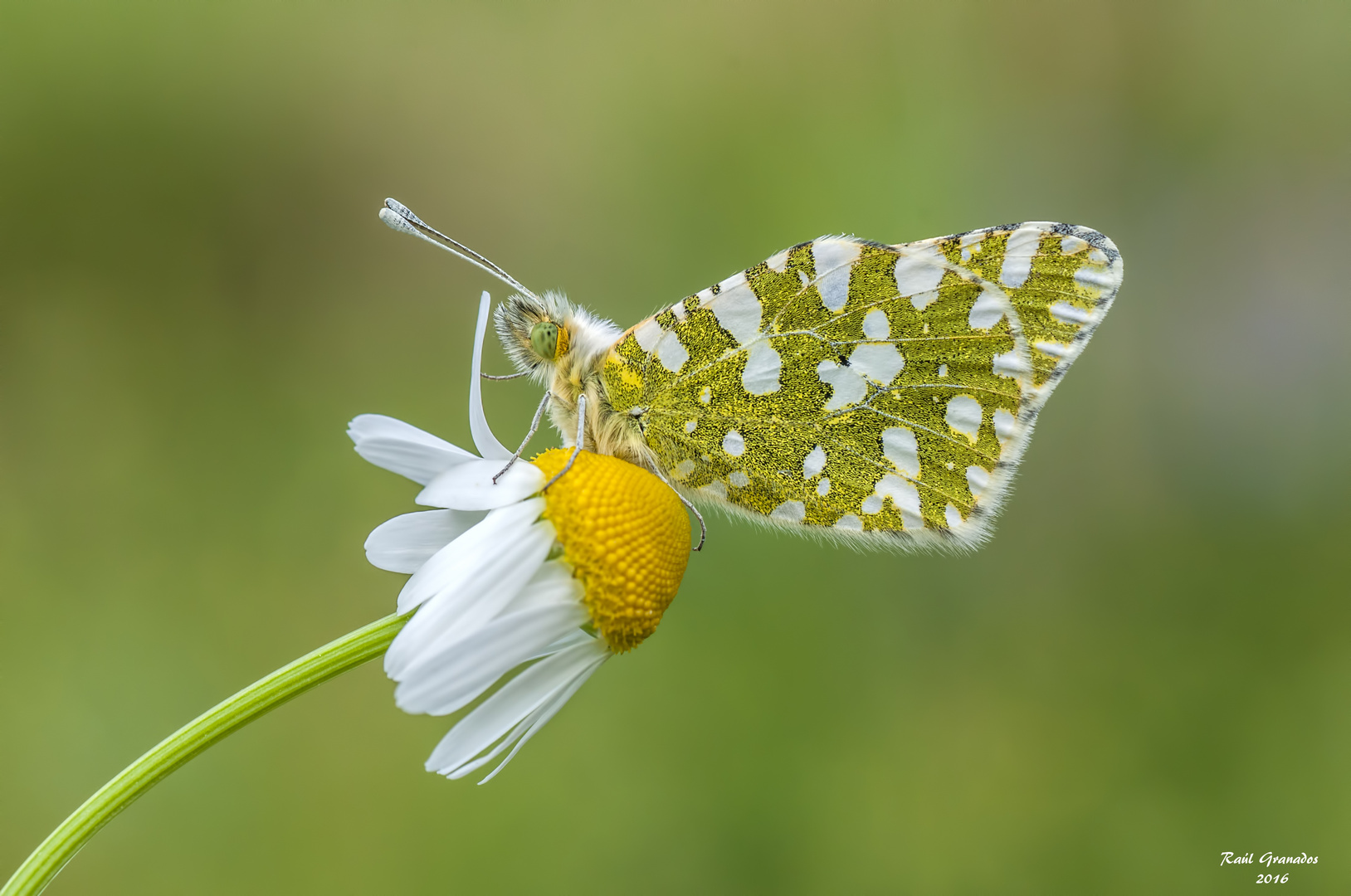 Euchloe crameri