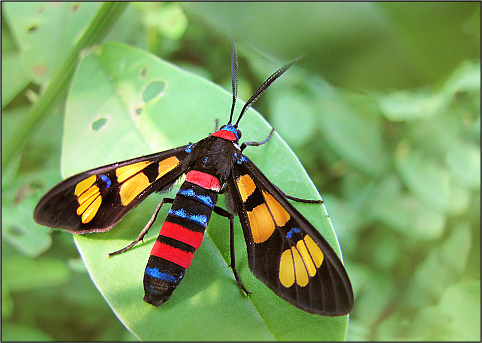 Euchromia polymena