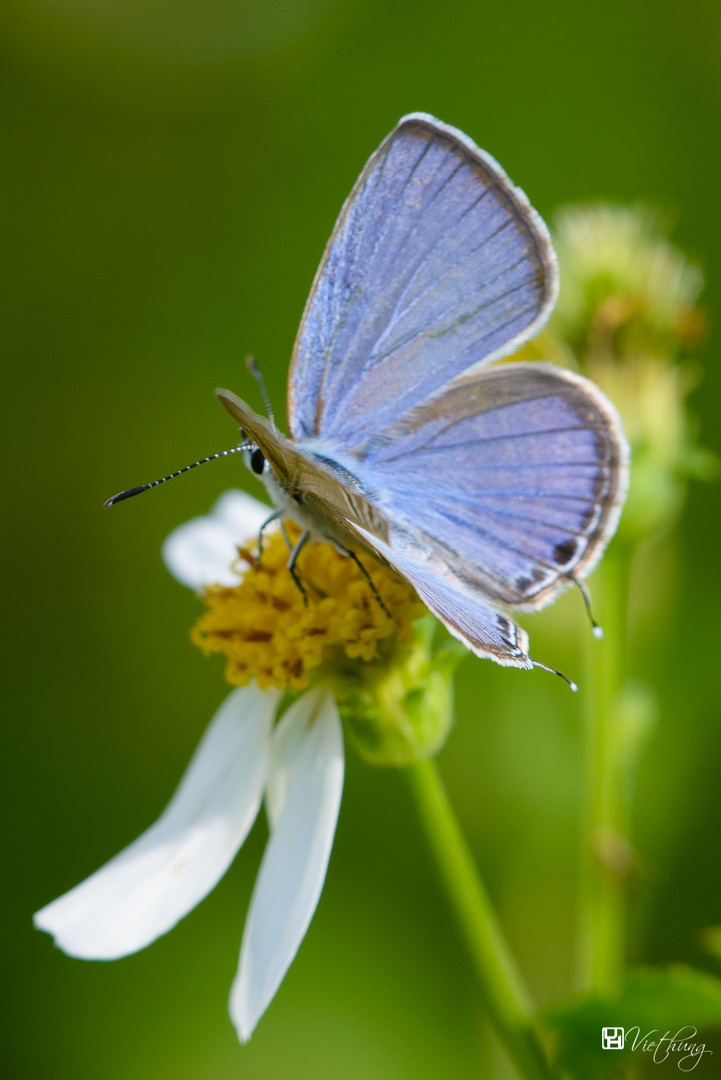 Euchrysops cnejus