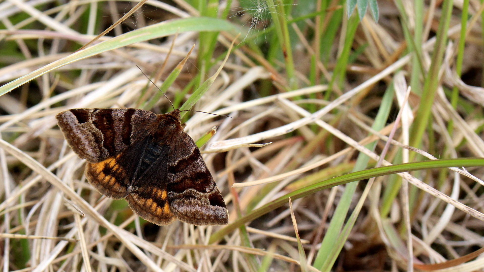 Euclidia glyphica