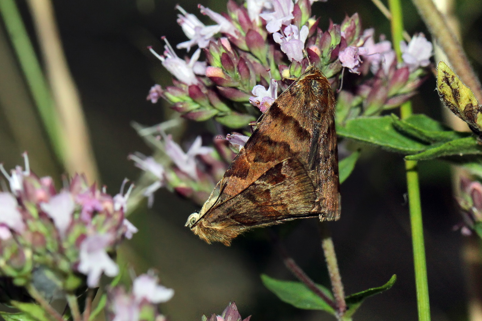 Euclidia glyphica