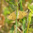  Euclidia glyphica- braune Tageule 