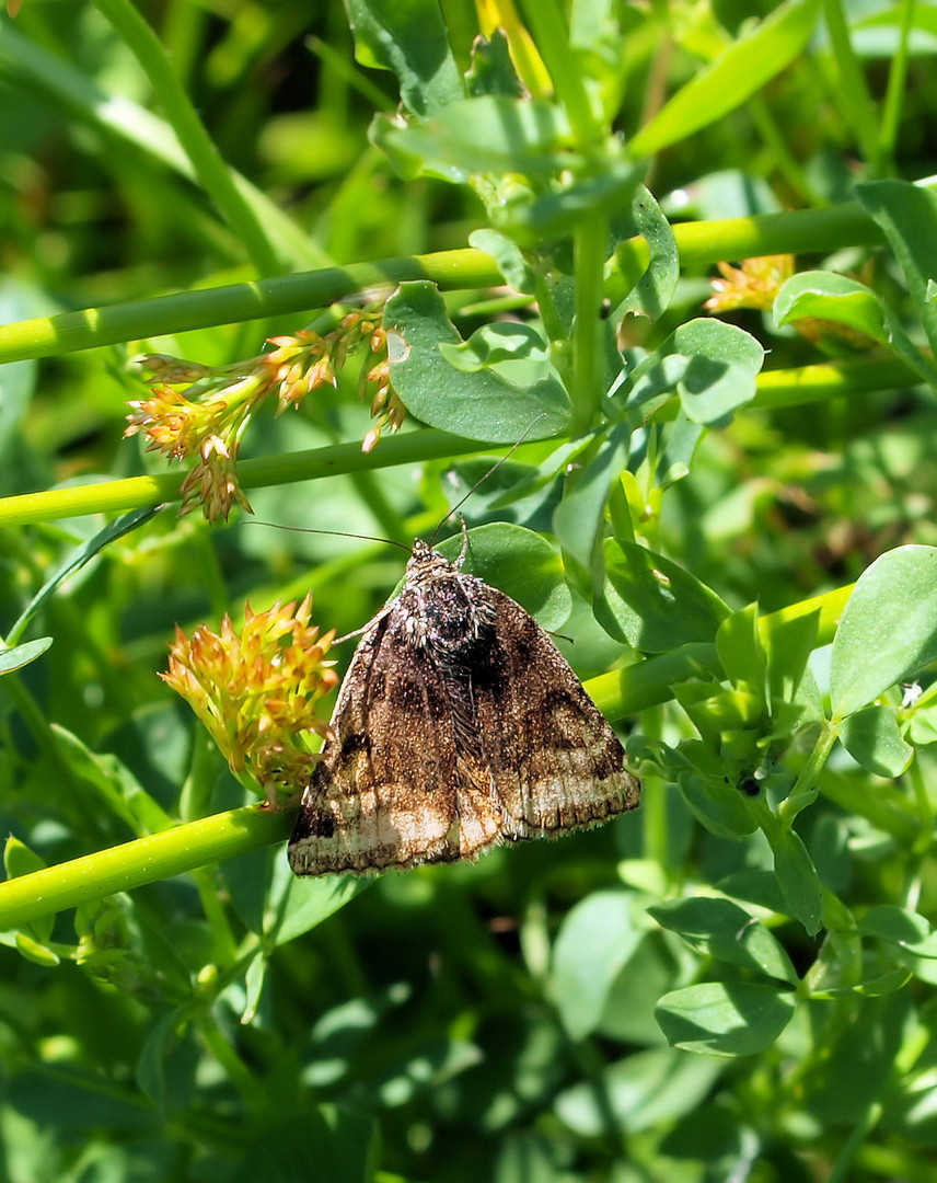 Euclidia glyphica