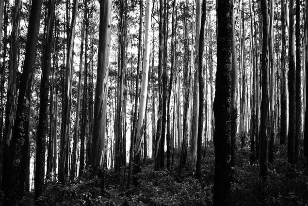 eucolyptus trees 8000ft above sea level South of India