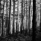 eucolyptus trees 8000ft above sea level South of India