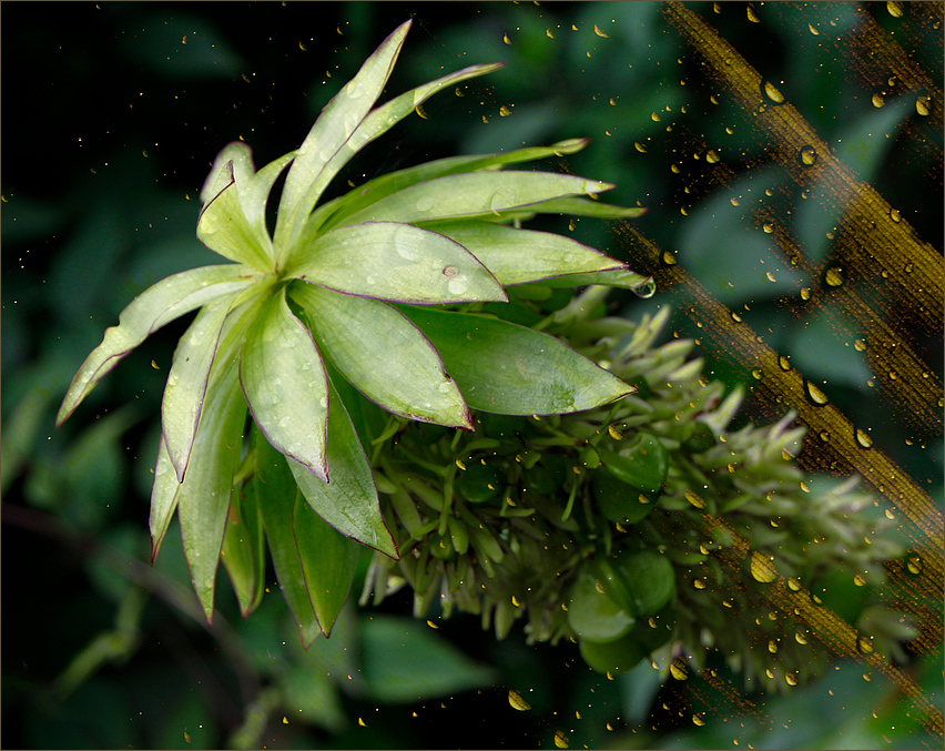 Eucomis autumnalis....