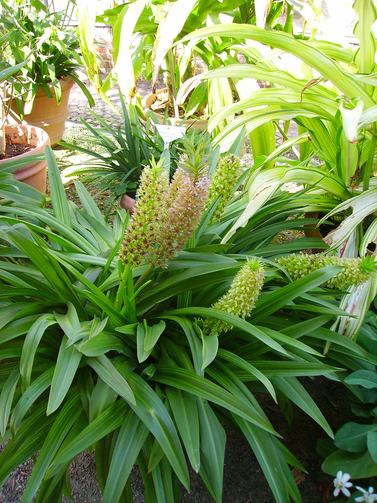 Eucomis Bicolor