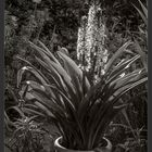 Eucomis comosa 'Sparkling Burgundy'