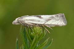 Eucosma metzneriana