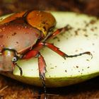 Eudicella aethiopica