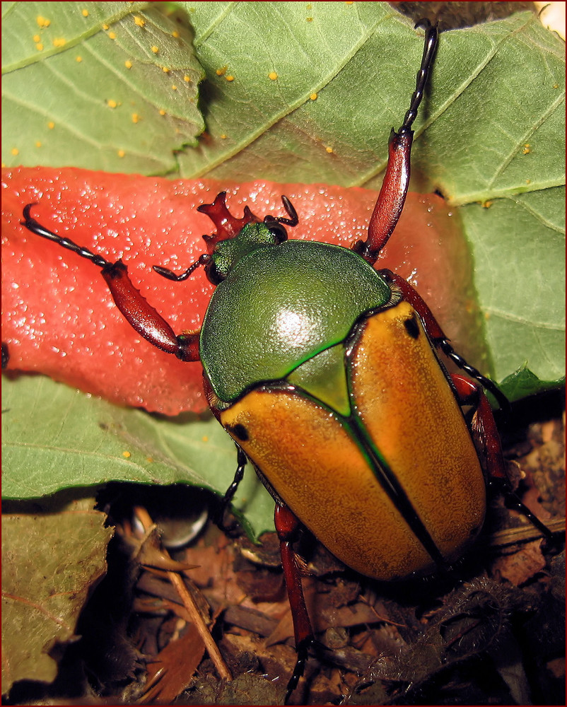 Eudicella smithi Männchen