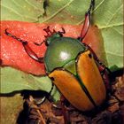 Eudicella smithi Männchen