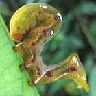 Eudocima fullonia im Mulu Nationalpark