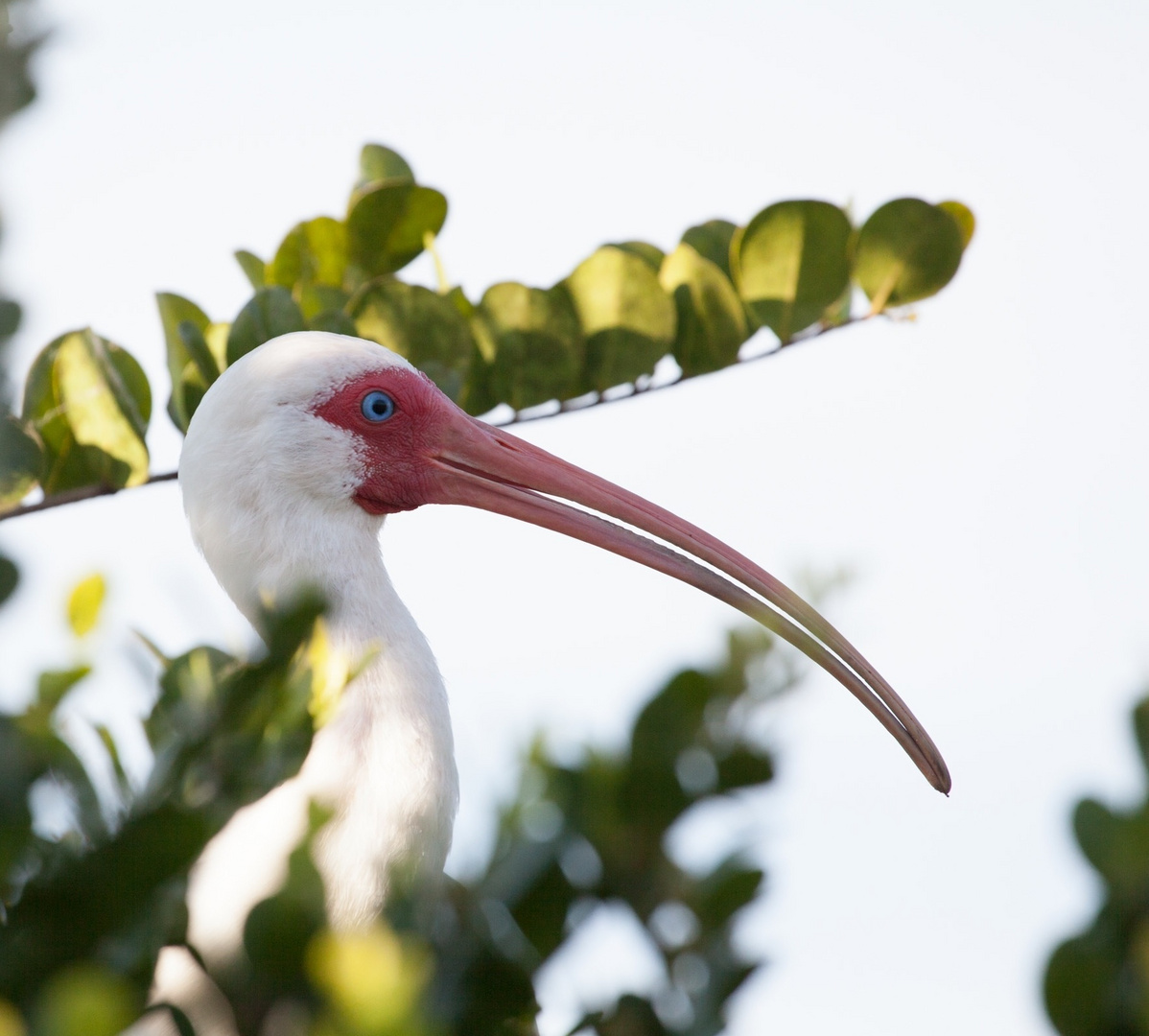 Eudocimus albus