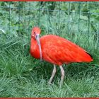 Eudocimus ruber - Aachener Tierpark