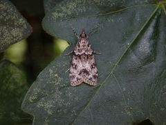 Eudonia lacustrata - ein Zünsler ohne deutschen Namen