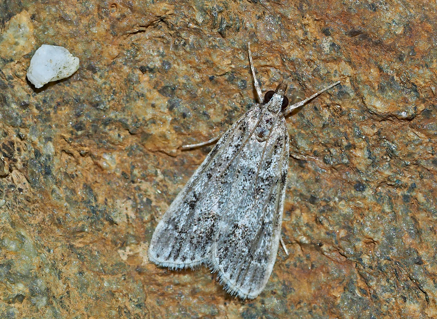 Eudonia mercurella, ein kleiner Zünsler. - L'Eudorée de l'Alisier.