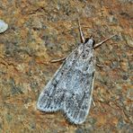 Eudonia mercurella, ein kleiner Zünsler. - L'Eudorée de l'Alisier.