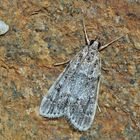 Eudonia mercurella, ein kleiner Zünsler. - L'Eudorée de l'Alisier.