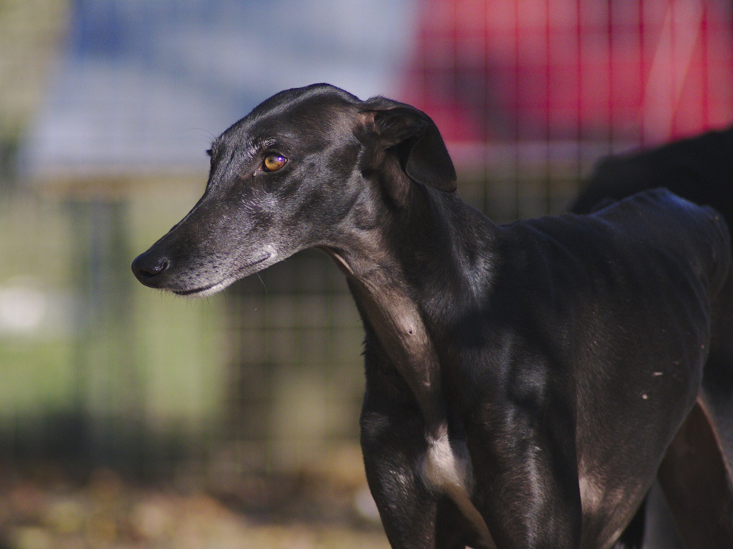 Eudora - zarte Galga hat ihre Familie gefunden