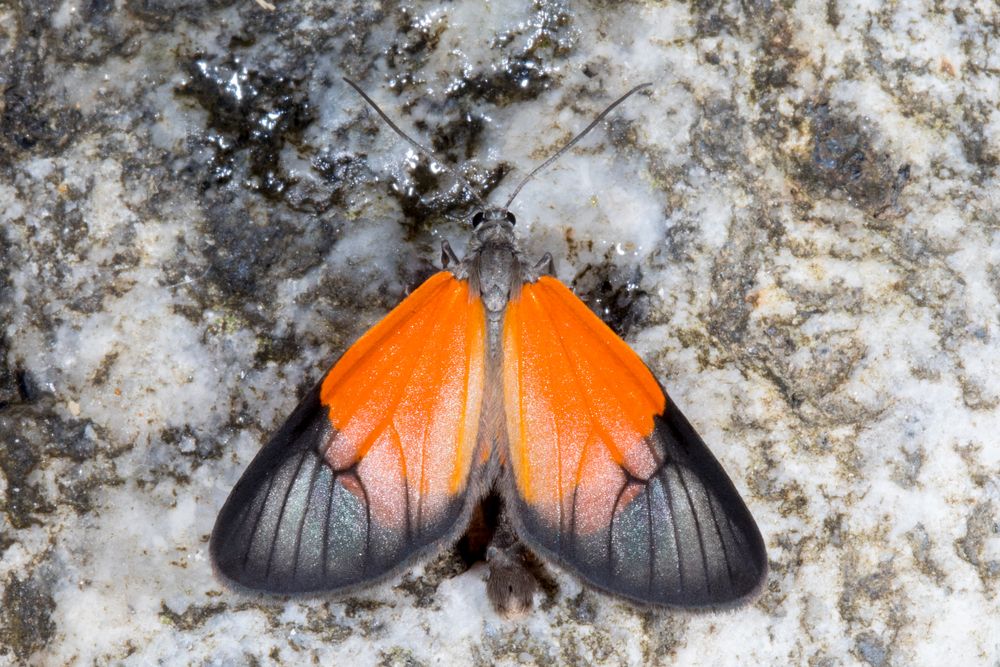 Eudule Moth (Eudule cf. ficulnea)
