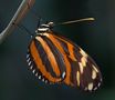 Insekten und Spinnentiere im Zoo