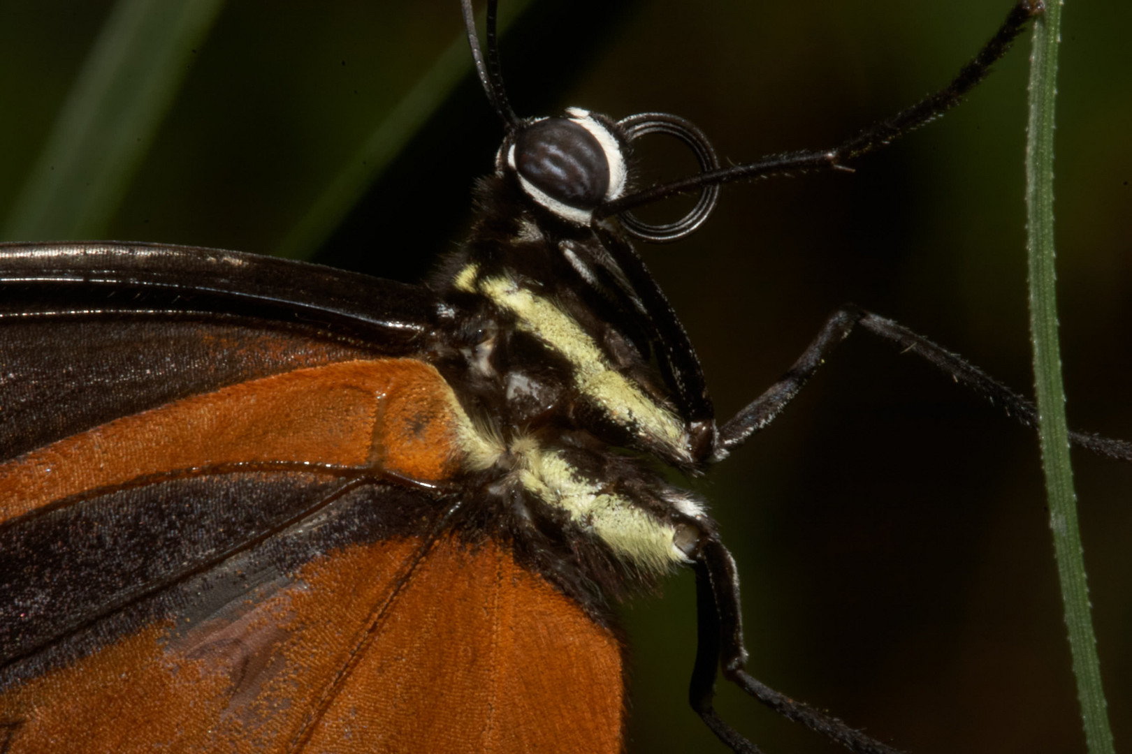 Eueides isabellae