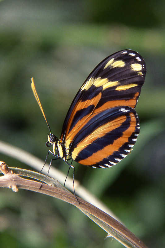 Eueides isabellae