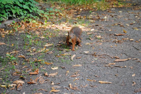 Euer Wunsch ist mir.....
