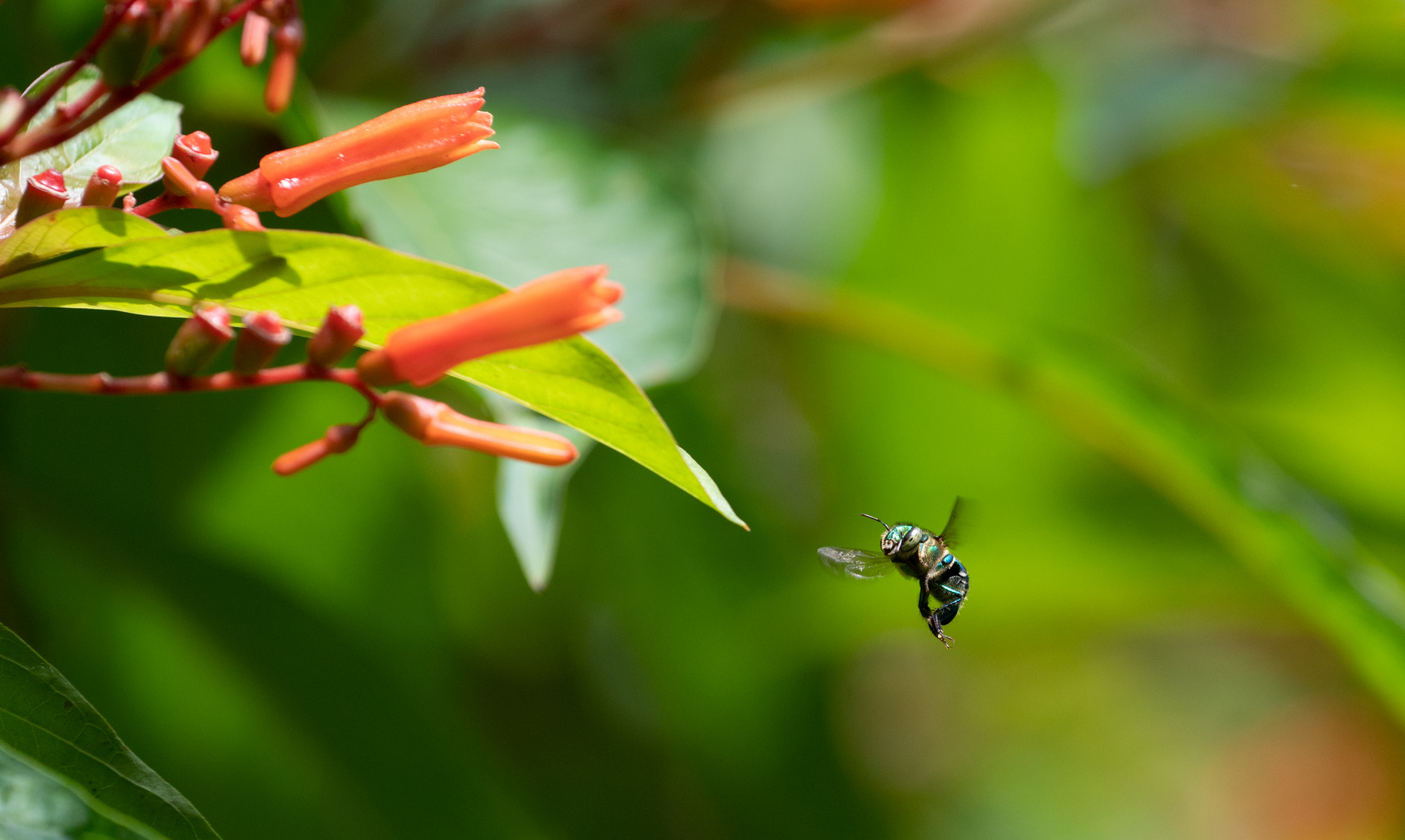 Euglossa viridissima Foto & Bild tiere, wildlife, insekten Bilder auf