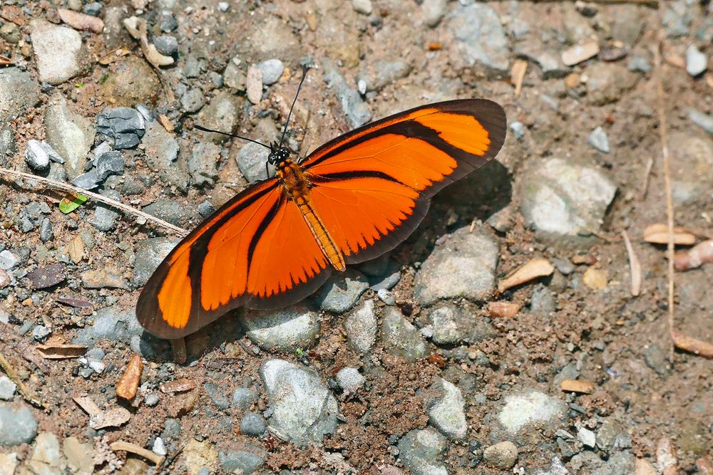 EUIDES LINEATA (Orange longwing?)